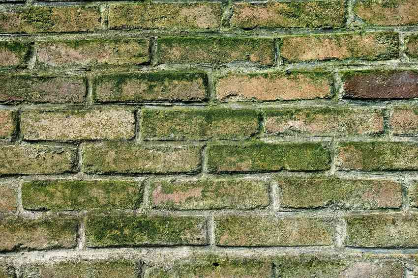 Mur en briques anciennes recouvertes de mousse verte et grise