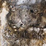 Surface rugueuse d'un mur abîmé par moisissure et peinture décollée