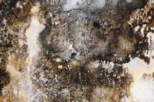 Surface rugueuse d'un mur abîmé par moisissure et peinture décollée
