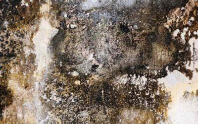 Surface rugueuse d'un mur abîmé par moisissure et peinture décollée